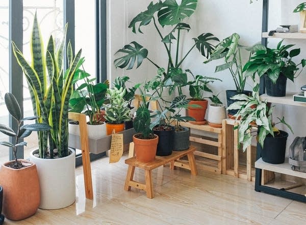 how to fill your room with plants