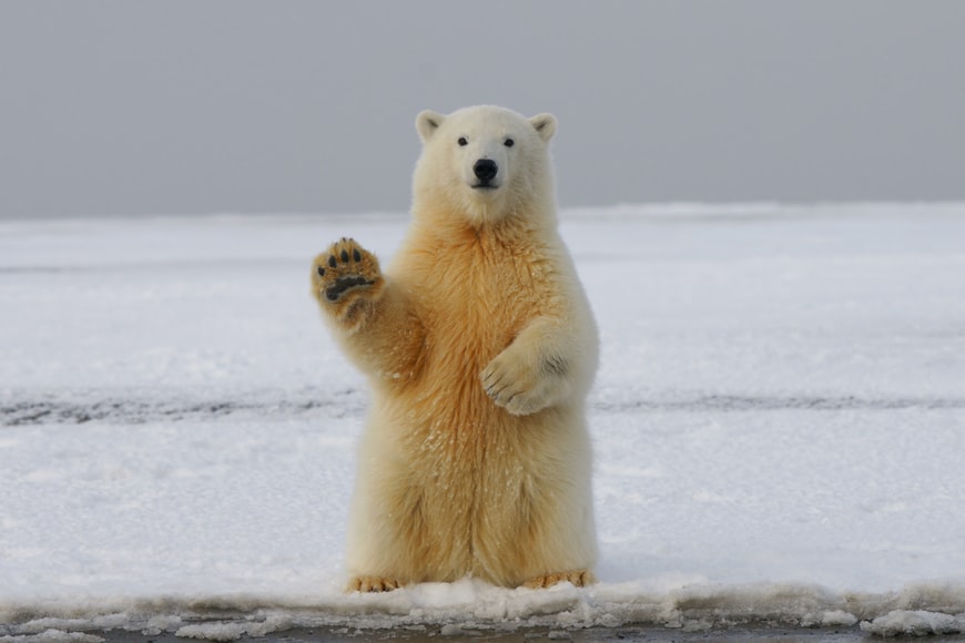 polar bears polar bears