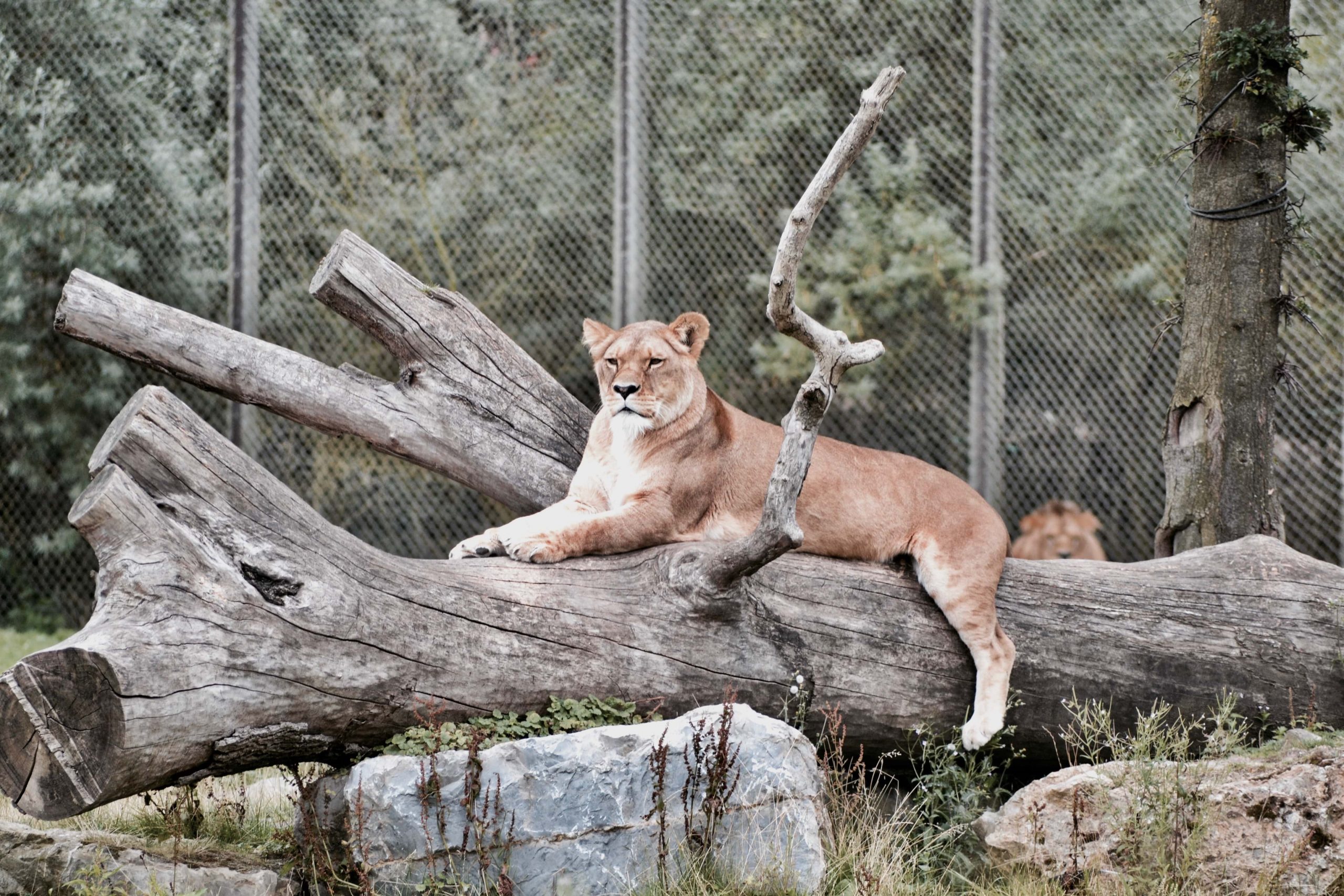 Zoos In Australia